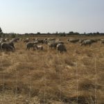 A wire fence in the foreground with a flock of sheep grazing golden grass in the middle and trees and blue sky in the background.