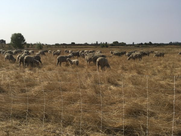 A wire fence in the foreground with a flock of sheep grazing golden grass in the middle and trees and blue sky in the background.
