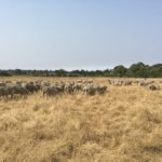 A flock of sheep graze golden grass with green trees and blues skies in the background.