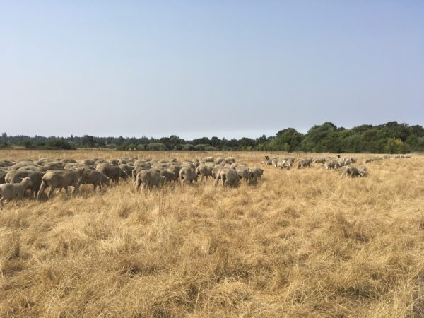 A flock of sheep graze golden grass with green trees and blues skies in the background.
