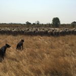 Two black dogs herd a flock of sheep among golden grass.