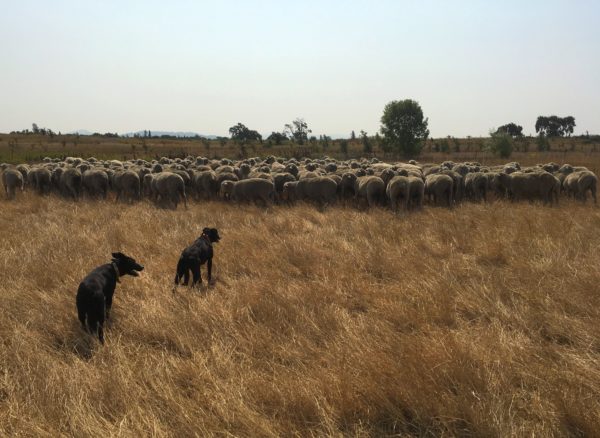 Two black dogs herd a flock of sheep among golden grass.