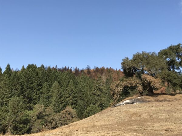 lots of brown and burnt trees