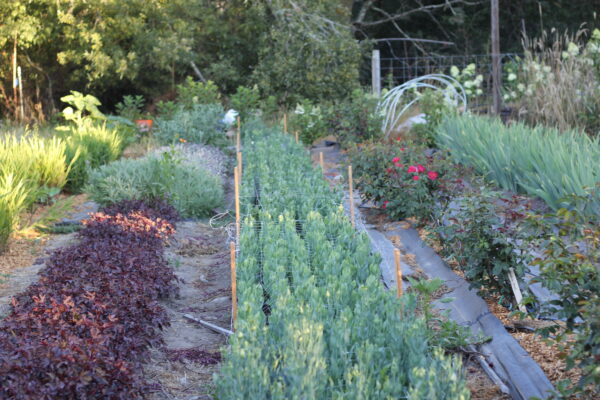 Rows of plants growing at B Side Farms.