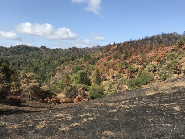 lots of brown and burnt trees