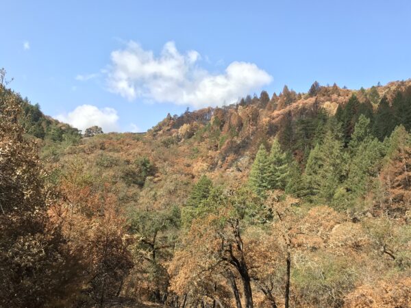 lots of brown and burnt trees