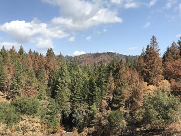 lots of brown and burnt trees