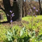 Purple wildflowers in bloom.