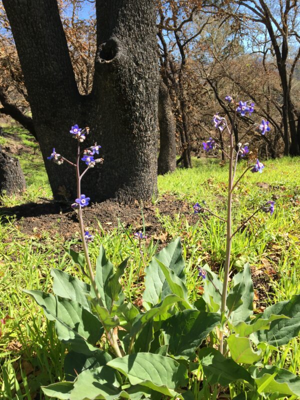 Purple wildflowers in bloom.