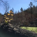 Small branch growing up our of a felled, burned tree trunk.