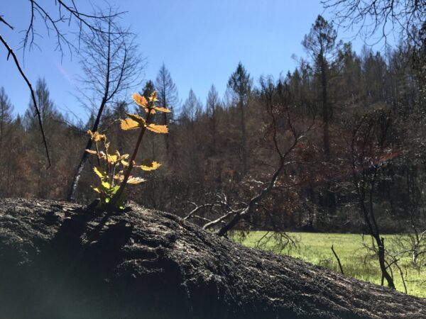 Small branch growing up our of a felled, burned tree trunk.