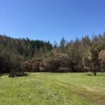 Green field with wooded hills in the background, with some trees that burned in the Glass Fire.