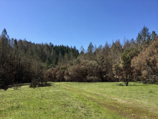 Green field with wooded hills in the background, with some trees that burned in the Glass Fire.