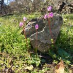 Small pink wildflowers growing up around a rock.