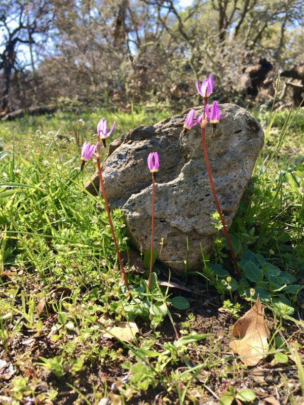 Small pink wildflowers growing up around a rock.