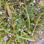 Small white and purple flowers, Clara Hunt's milkvetch.