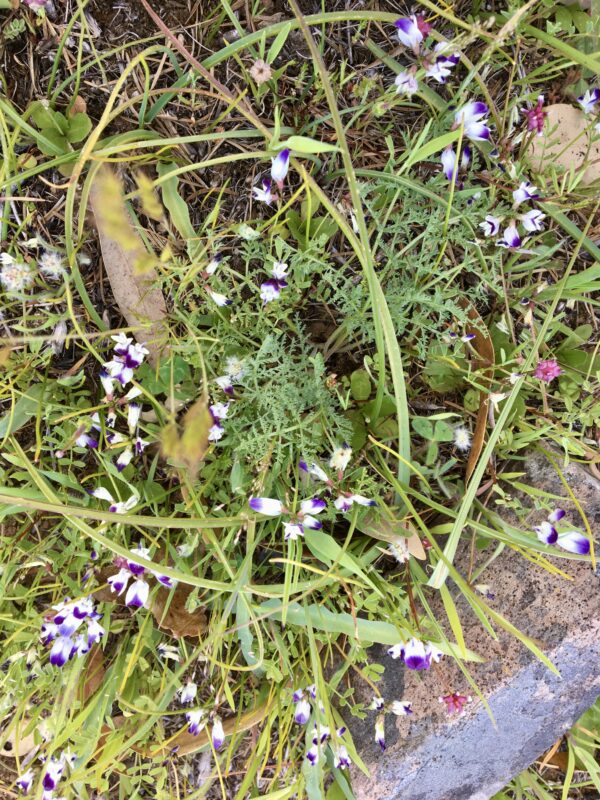 Small white and purple flowers, Clara Hunt's milkvetch.