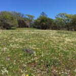 Green field with wildflowers.