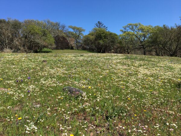 Green field with wildflowers.