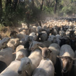 Sheep being hereded during a grazing operation at Calabazas Creek Open Space Preserve.