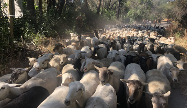 Sheep being hereded during a grazing operation at Calabazas Creek Open Space Preserve.