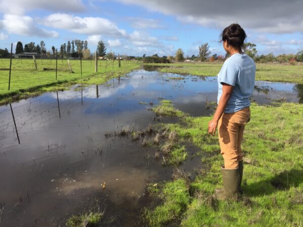 SRJC student looking at vernal pools at Haroutunian South.