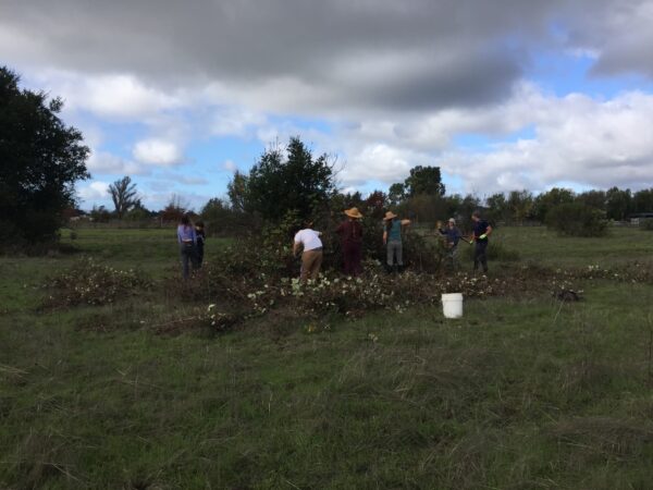 SRJC students working to cut down large blackberry patch.