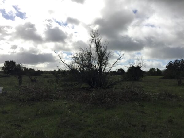 After shot of the blackberry patch cut back so it can't continue to spread.