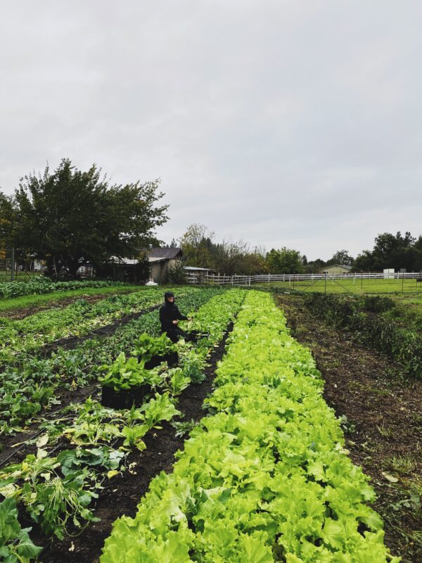 Person kneeling in a field with dense rows of green, leafy vegetables.