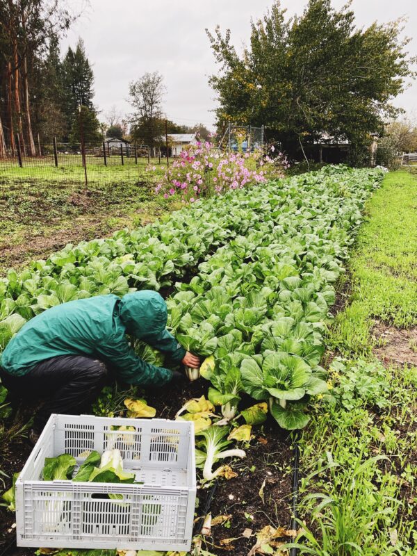 Person in raincoat, crouching in a field and pulling green, leafy vegetables from dense rows of plants.