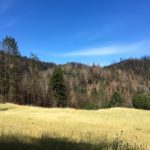 Golden yellow grass in the foreground with burned trees on the hillside in the background with blue sky.