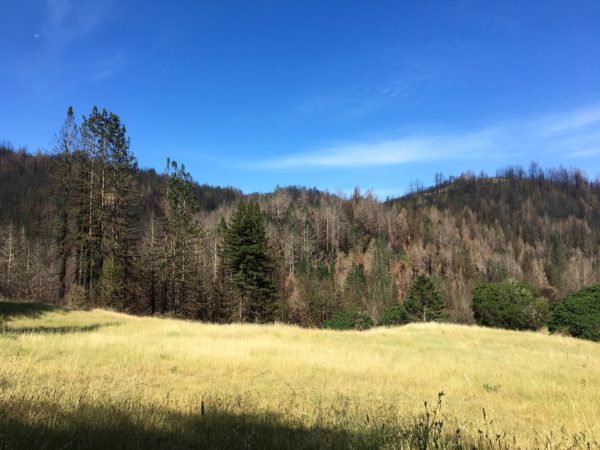 Golden yellow grass in the foreground with burned trees on the hillside in the background with blue sky.