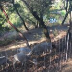 Goats grazing in a field, behind a fence