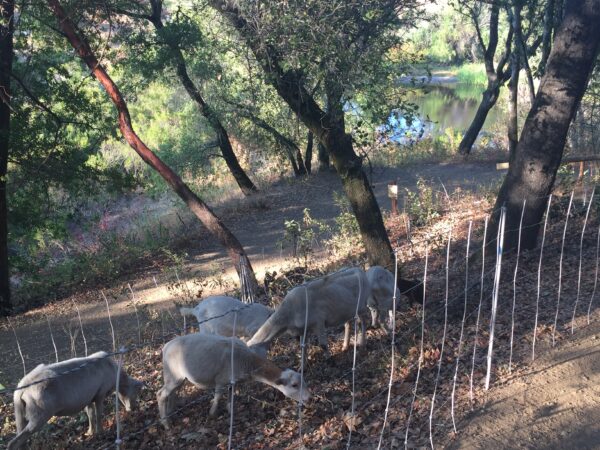 Goats grazing in a field, behind a fence