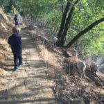 Childred walking on trail that is lined with a fence, and goats on the other side of the fence.