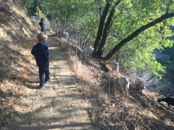 Childred walking on trail that is lined with a fence, and goats on the other side of the fence.