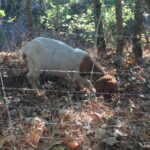 Small brown and white goat, eating grass behind a fence