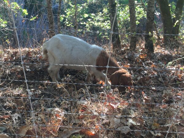 Small brown and white goat, eating grass behind a fence