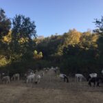 Goats and sheep grazing in a field with trees in the background