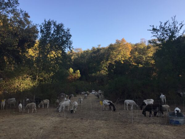 Goats and sheep grazing in a field with trees in the background