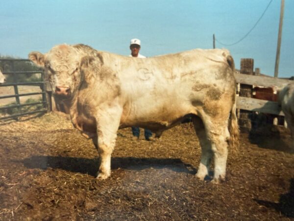 Jake with a large cream cow.