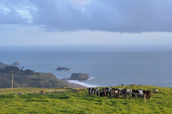 Jenner Headlands