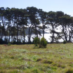 View of trees along the coastline at the Kashia Coastal Reserve.