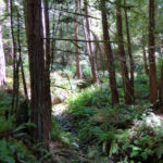 Forest with till trees and green plants on the forest floor, at Kashia Coastal Reserve.