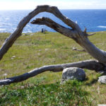 Fallen tree lying in a green field with the ocean in the background, at Kashia Coastal Reserve.