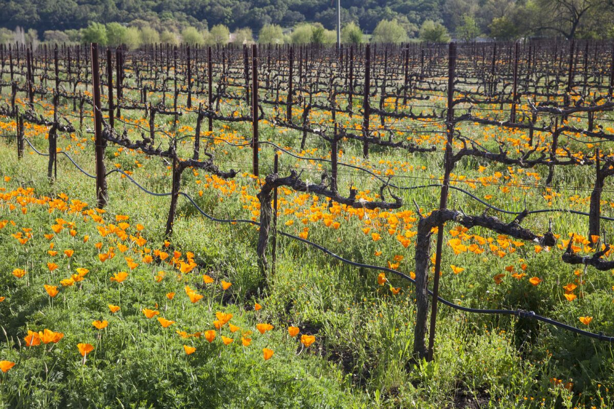 vineyard and orange poppies