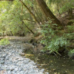 Gray river rocks on the left foreground with a creek on the right. Trees and vegetation on the banks of the creek.