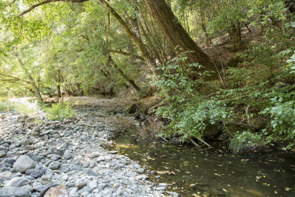 Gray river rocks on the left foreground with a creek on the right. Trees and vegetation on the banks of the creek.