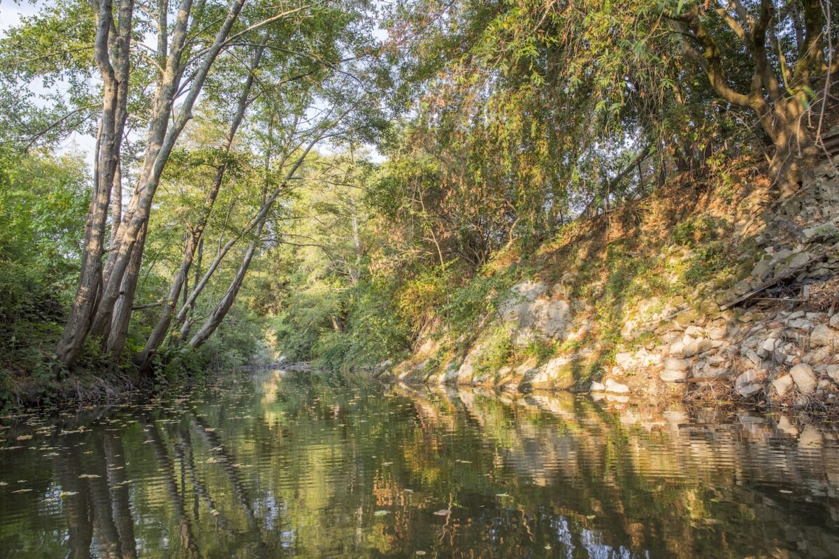 Maacama Creek and trees