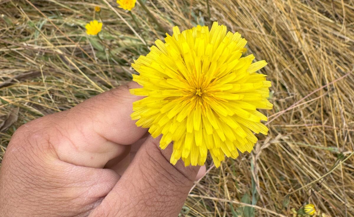 Marsh Silverpuff flowers